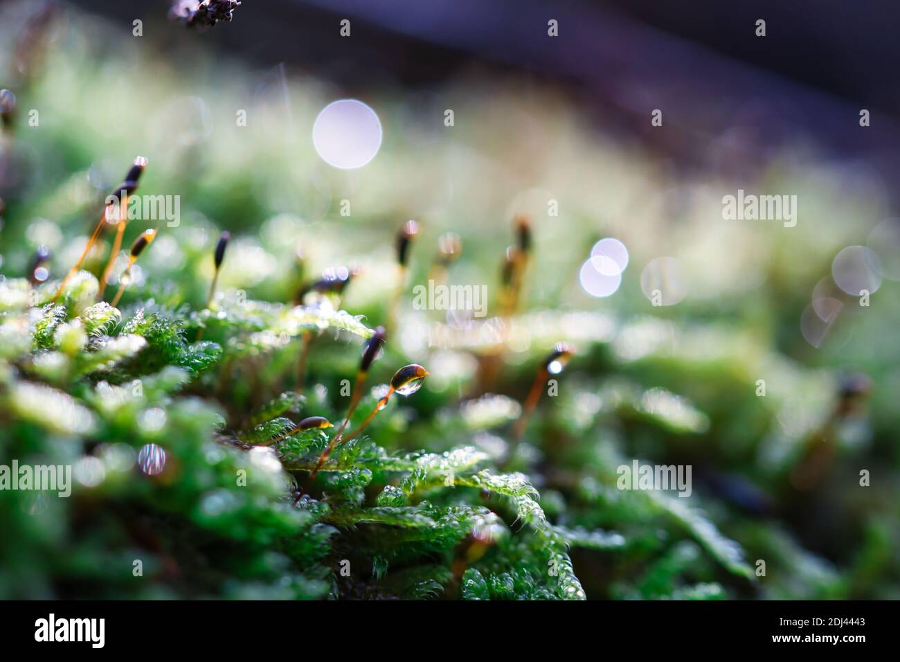 Waldgrün und feuchtes Moos sporophytes Makro-Textur, mit Regentropfen auf und verschwommen pastelllila Bokeh Hintergrund, selektiver Fokus Stockfoto