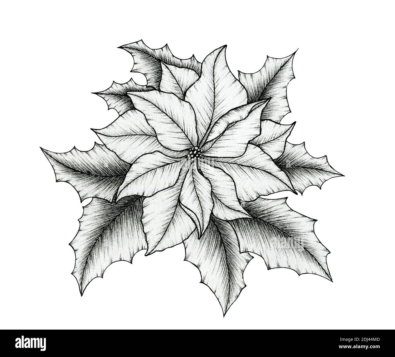 Weihnachten Weihnachtsstern Blume elegante Zeichnung isoliert auf weien,  schwarzen Blumenkunst mit Weihnachtsstern Blume und Stechpalme Bltter,  Poinsettia Linie Kunst Skizze Stockfotografie - Alamy
