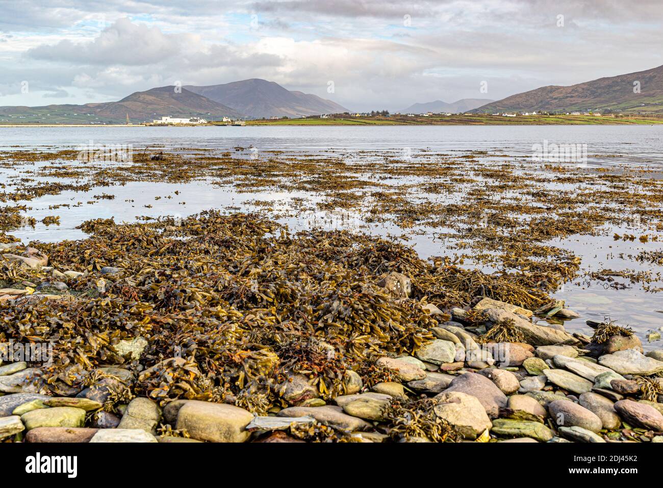 Algen am Kiesstrand (Strand) Valentia Island, County Kerry, Irland Stockfoto
