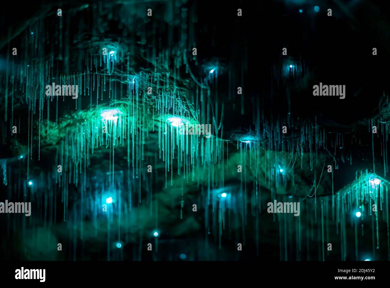 Arachnocampa luminosa, umgangssprachlich als Glühwürmer bekannt, baumelt klebrige Seidenfäden, um andere Insekten in einer Höhle in Waitomo, Neuseeland, zu fangen Stockfoto