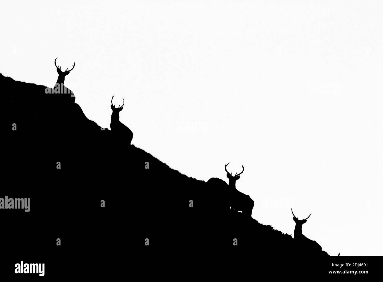Silhouetten Roter Hirsch Auf Der Bergseite Stockfoto