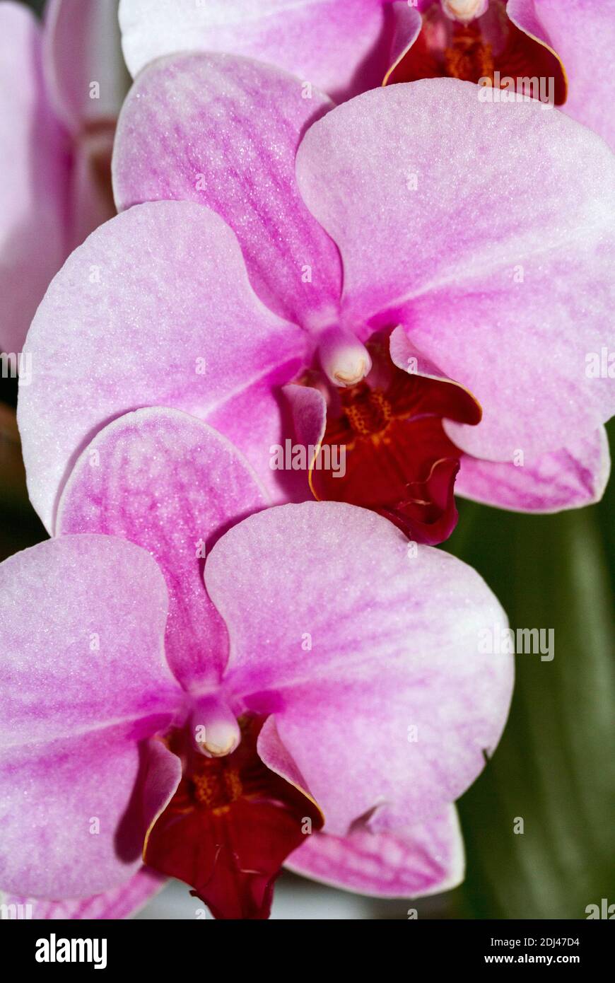 Die Phalaenopsis Familie der Orchideen sind die einfachsten Mitglieder dieser zarten tropischen Blume, zum in den Haushalten zu wachsen. Auch bekannt als Moth Orchideen Stockfoto