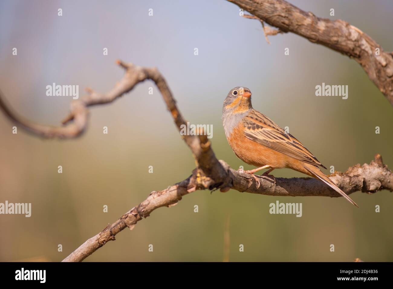 Der männliche Cretzschmarer Ammer (Emberiza caesia) ist ein Singvogel aus der Ammerfamilie Emberizidae, der im März in Israel fotografiert wurde Stockfoto