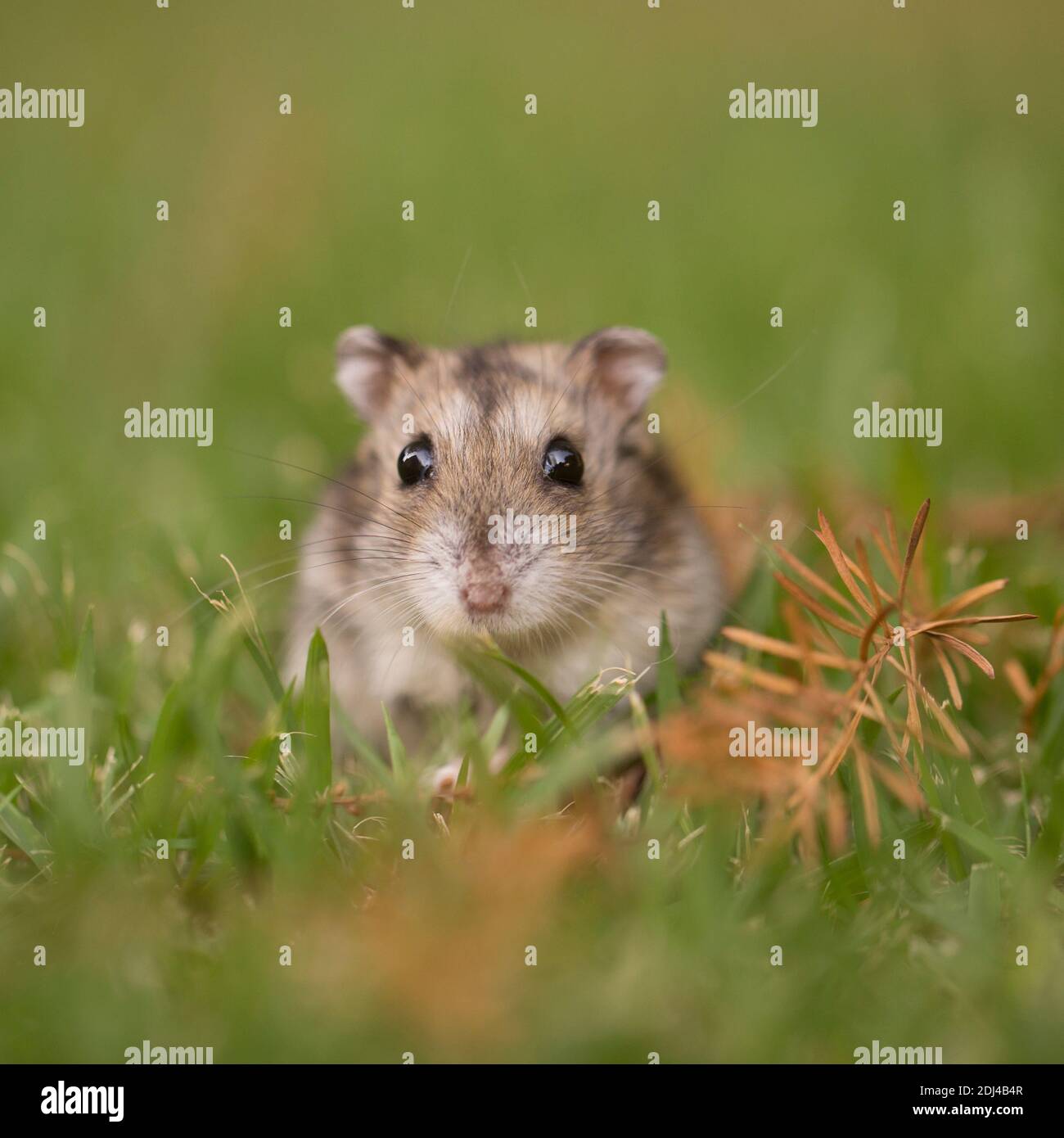 Nahaufnahme und selektiven Fokus eines Dshungarischen Zwerghamster (Phodopus sungorus), auch als die Sibirischen hamster bekannt, auf dem Rasen. In Israel im Juli fotografiert. Stockfoto