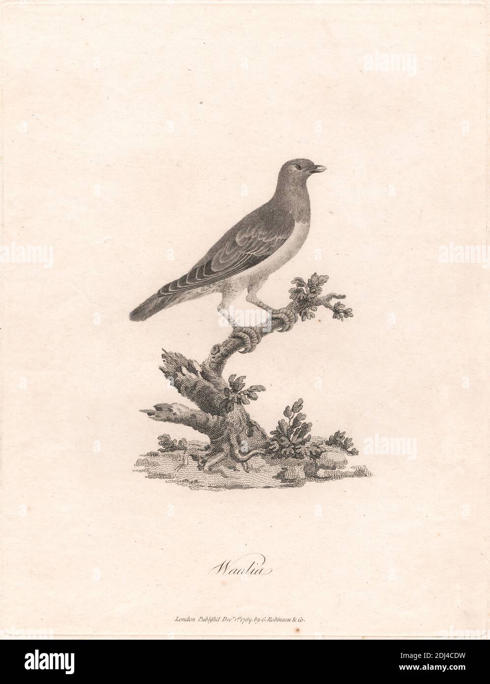 Waalia, James Heath, 1757–1834, britisch, nach James Bruce, 1730–1794, britisch, 1789, Engraving Stockfoto