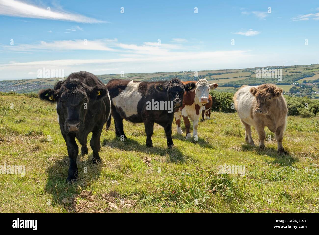 Belted Galloway Cattle (Bos taurus) Bullocks Weiden Kreide Grünland zu schrubben und Wald in der Bucht zu halten, Ballard Down, Corfe Castle, Dorset, Großbritannien, Juli. Stockfoto