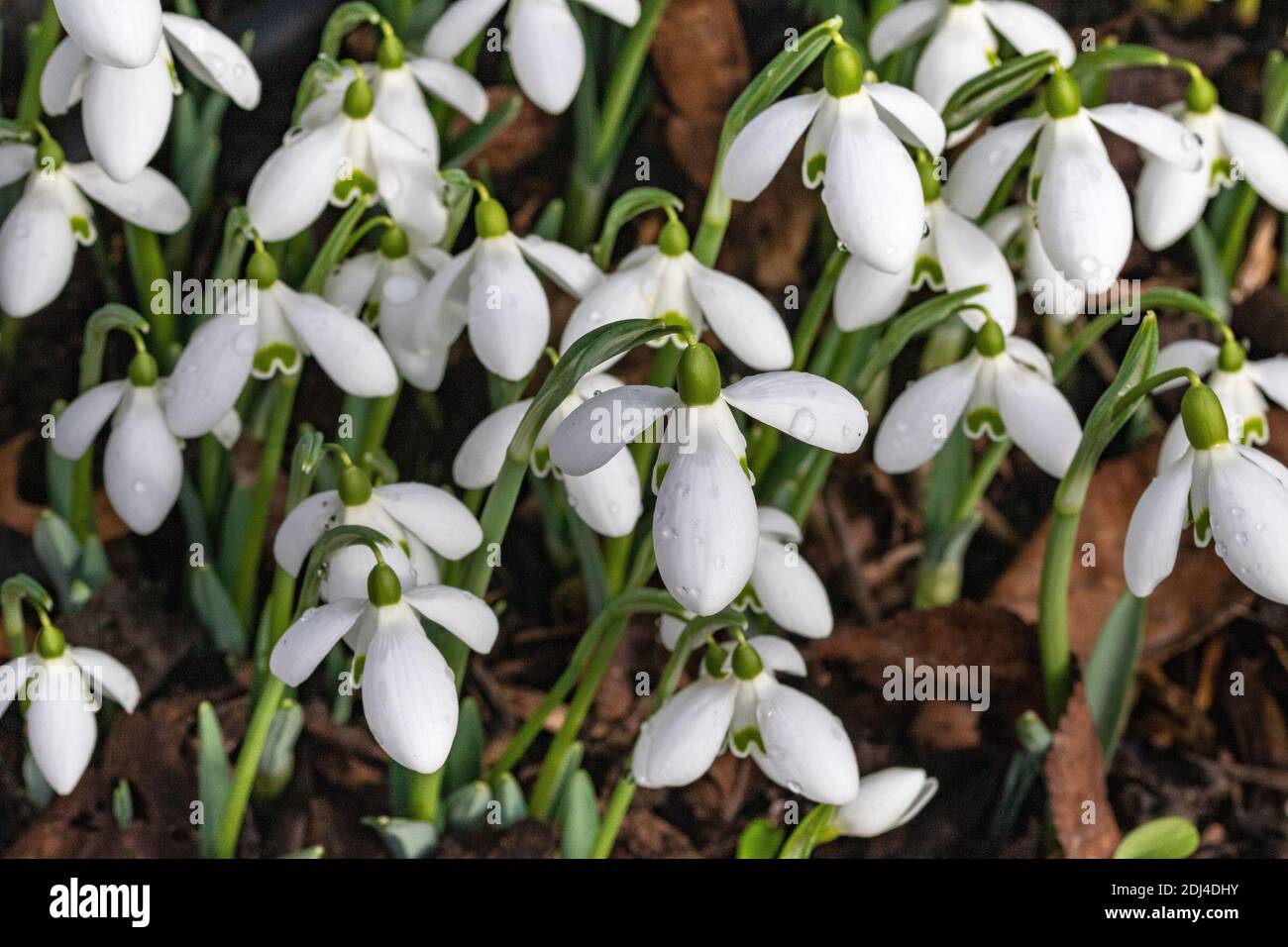Detailaufnahme eines kleinen Clusters von Early Spring Snowdrops (Galanthus nivalis) im Januar Sonnenschein, Great Torrington, Devon, England. Stockfoto