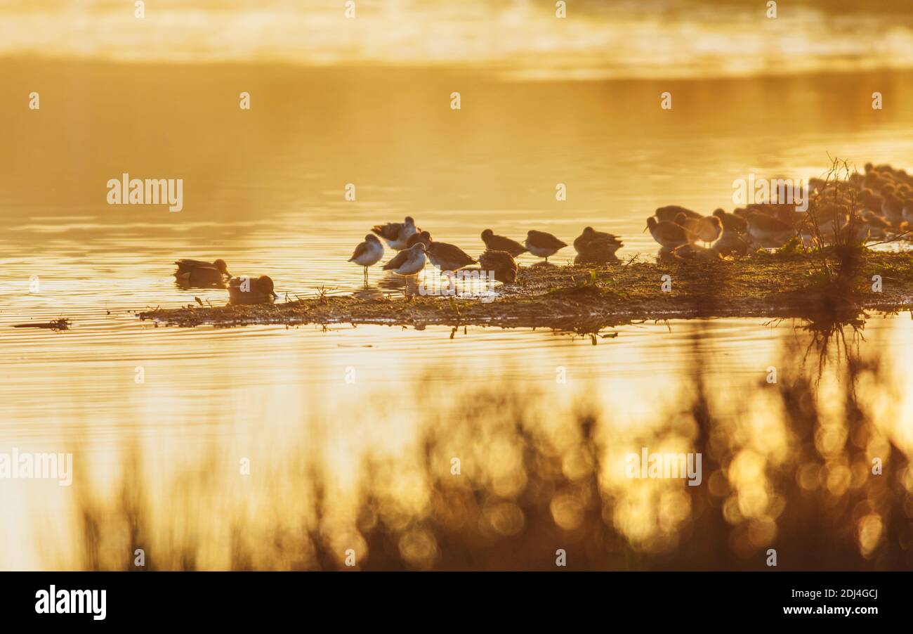 Common Greenshank und Common Redshank im Sonnenaufgang auf Golden Hour Time. Stockfoto