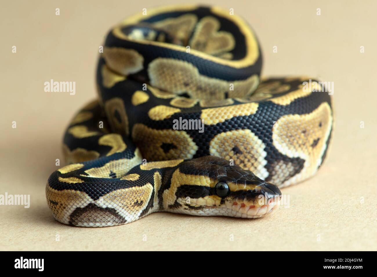 Reptil, Schlange, Python, Studio, isoliert, Tier, weiß, Ball, Tierwelt, wild, Hintergrund, Arten, Royal, gelb, Wirbeltieren, weißen Hintergrund, Stockfoto