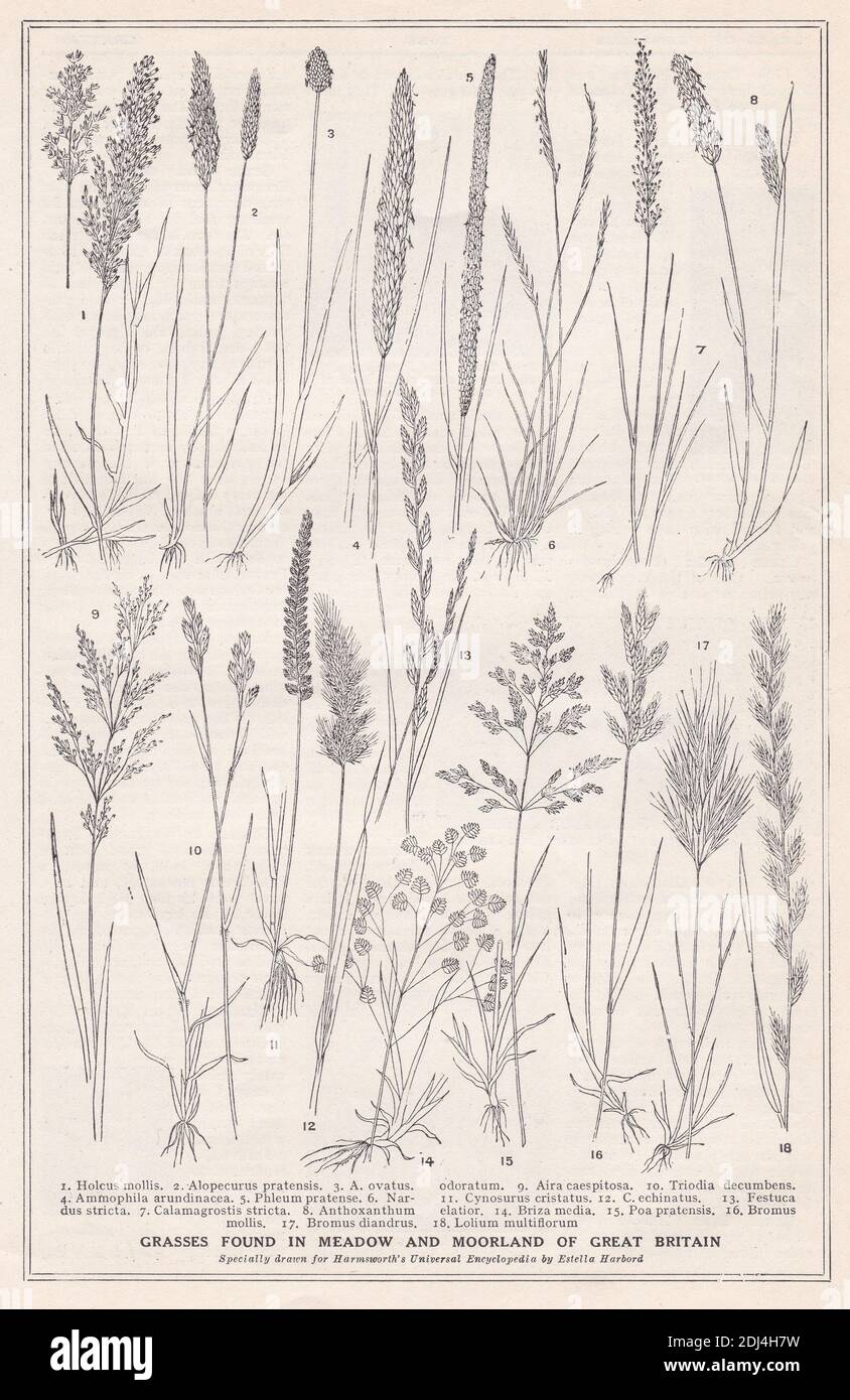 Vintage-Illustrationen von Gräsern in Wiesen und Mooren von Großbritannien gefunden. Stockfoto