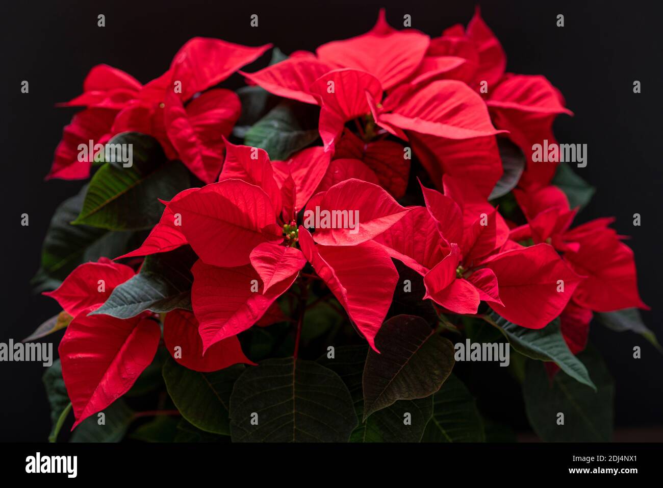 Die freudige Überschwänglichkeit einer "Winterrose", Weihnachten 2020 Stockfoto