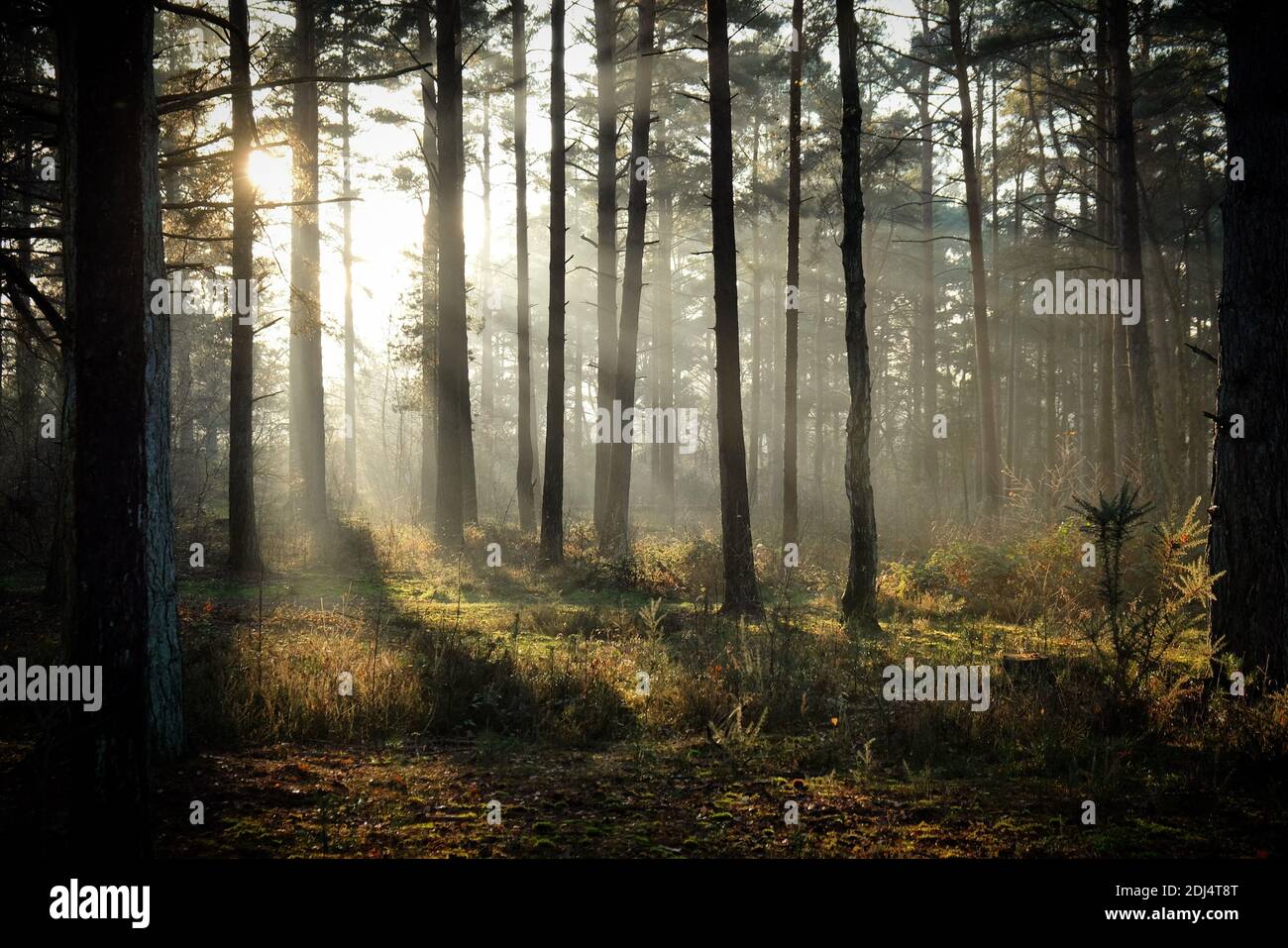 Lange Schatten auf dem Waldboden, wenn die Wintersonne auf Blackheath Common, Surrey, Großbritannien untergeht Stockfoto