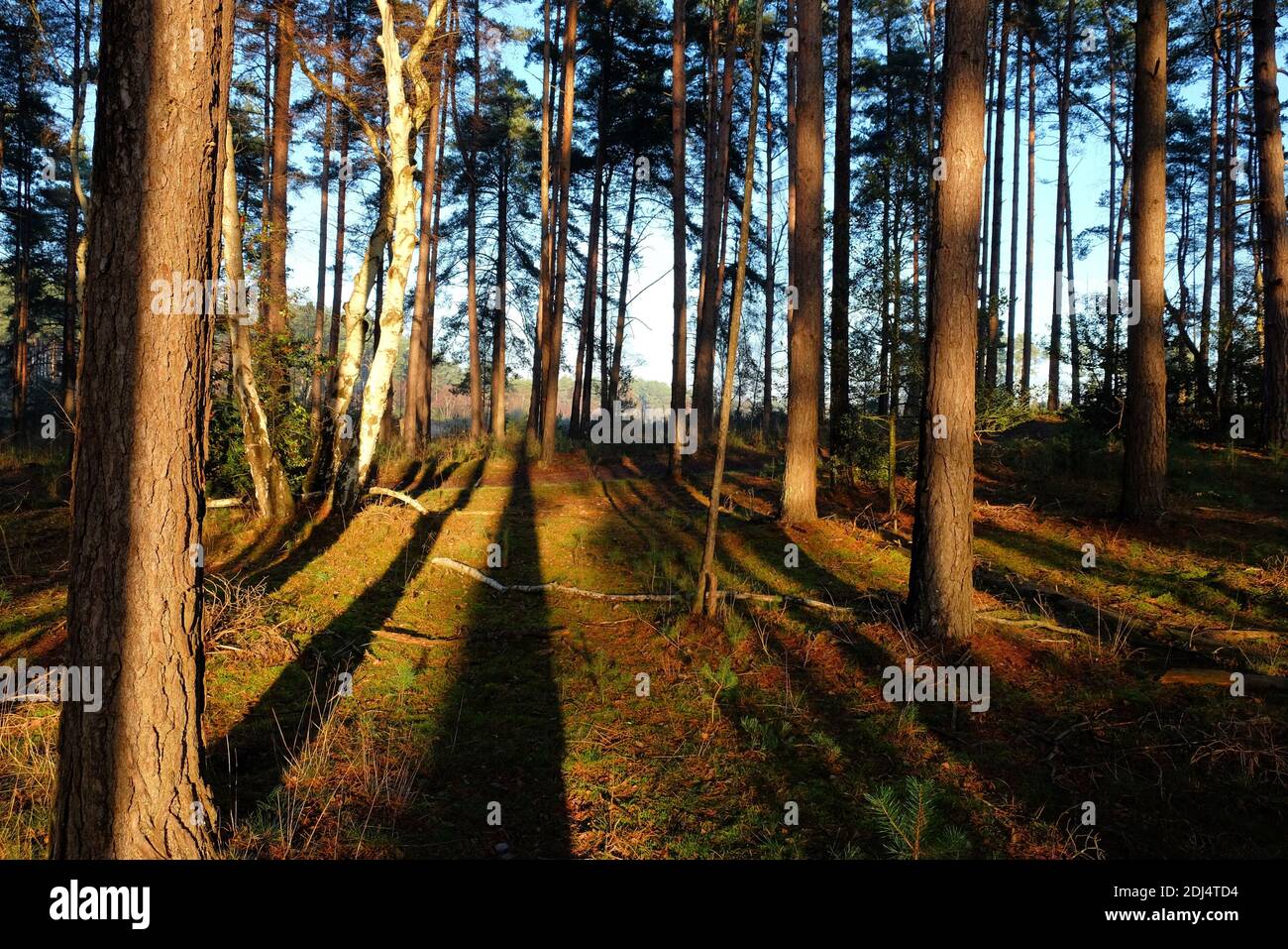 Lange Schatten auf dem Waldboden, wenn die Wintersonne auf Blackheath Common, Surrey, Großbritannien untergeht Stockfoto