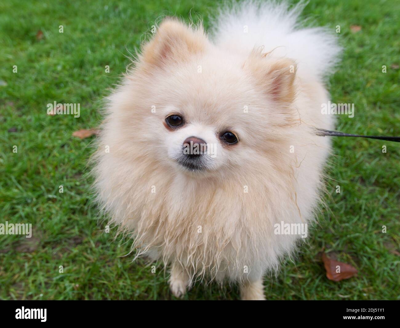 Schöne junge pommersche Hund auf Blei stehen auf Gras suchen Bei der Kamera Stockfoto