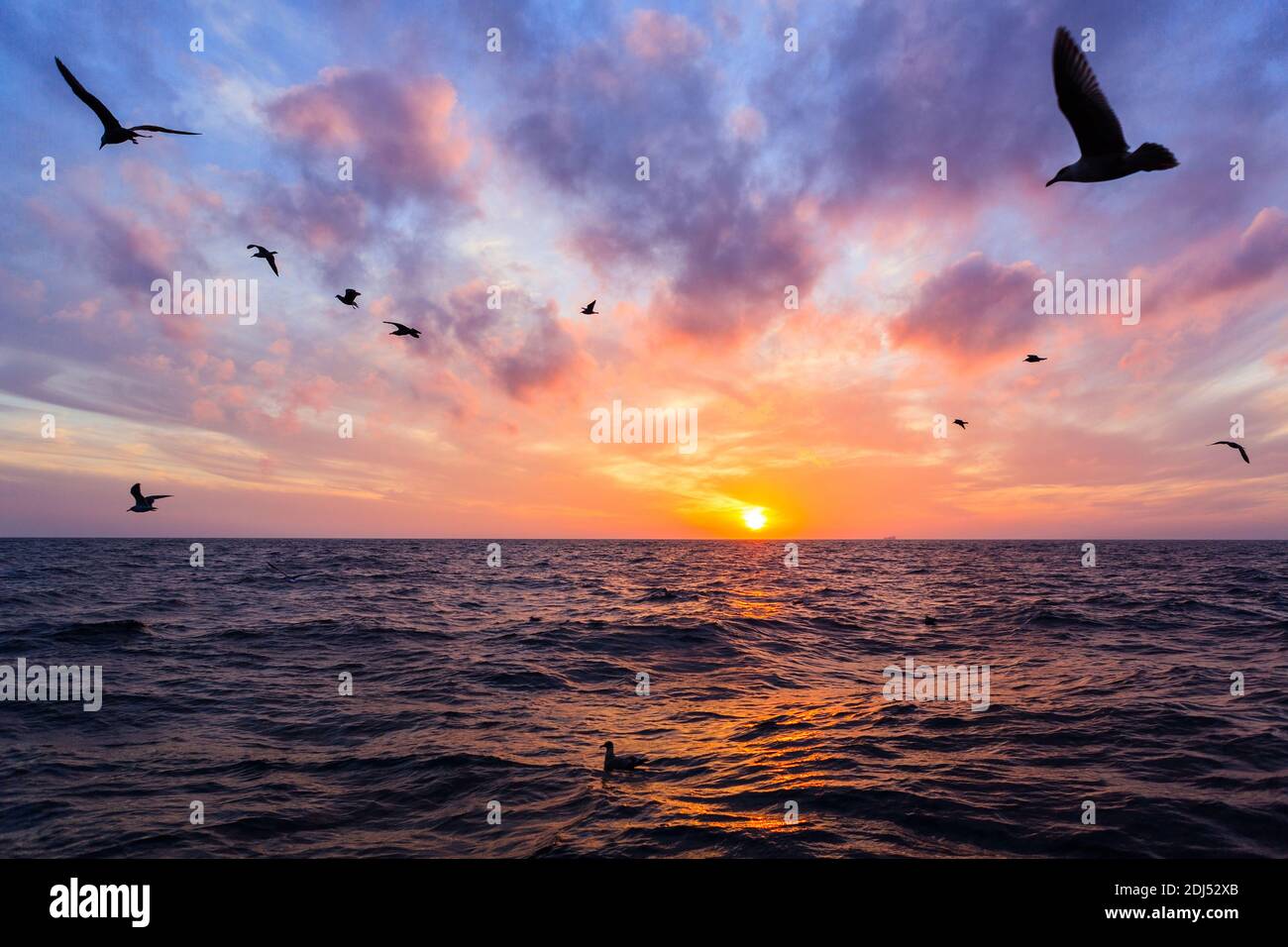 Möwen im Flug über Meer bei Sonnenuntergang. Sonnenuntergang über dem Japanischen Meer mit dramatischem Himmelspanorama. Russland. Wladiwostok. Stockfoto