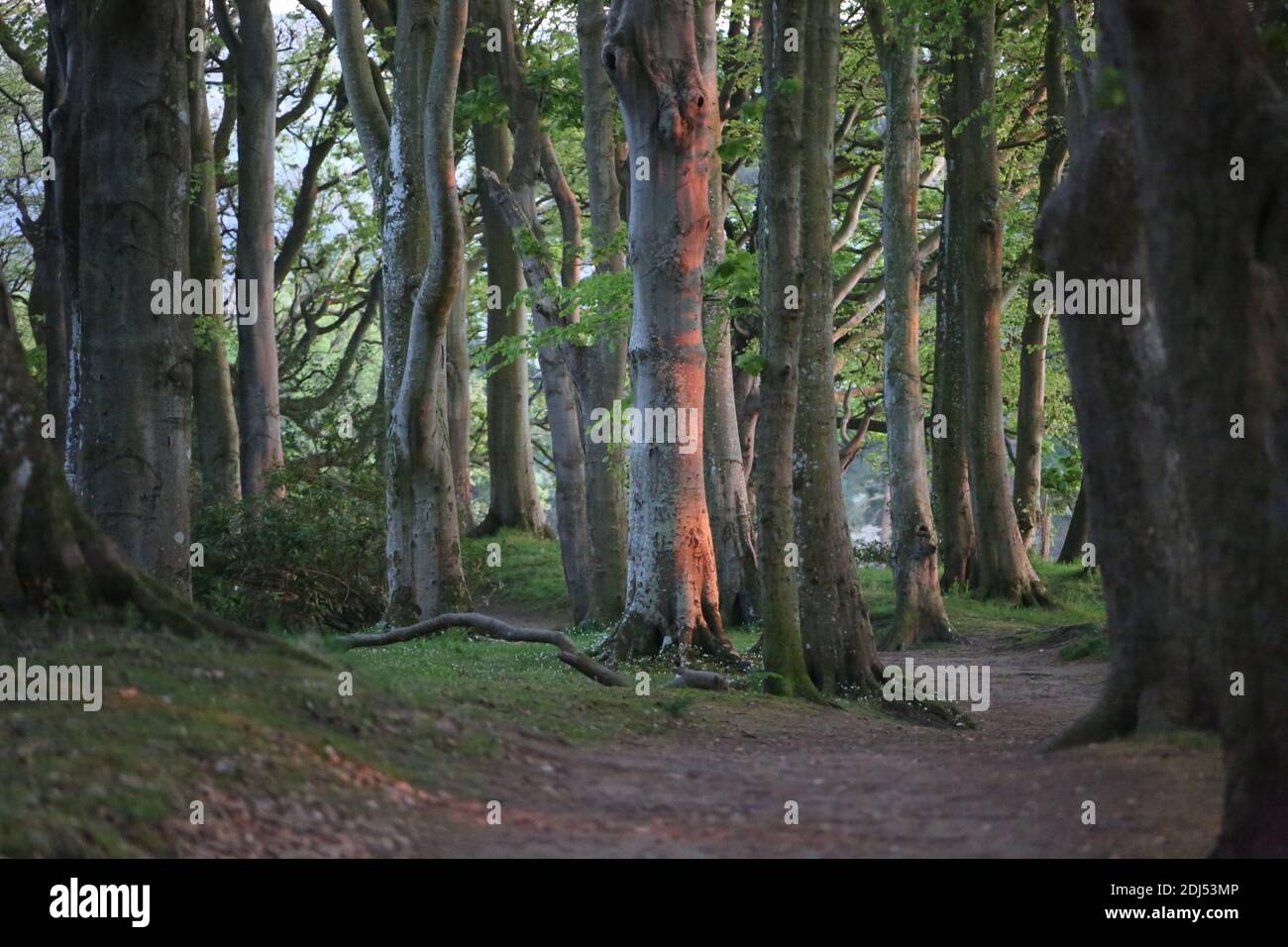 Belleisle Park, Ayr, Ayrshire, Schottland, Großbritannien. Waldspaziergang Stockfoto