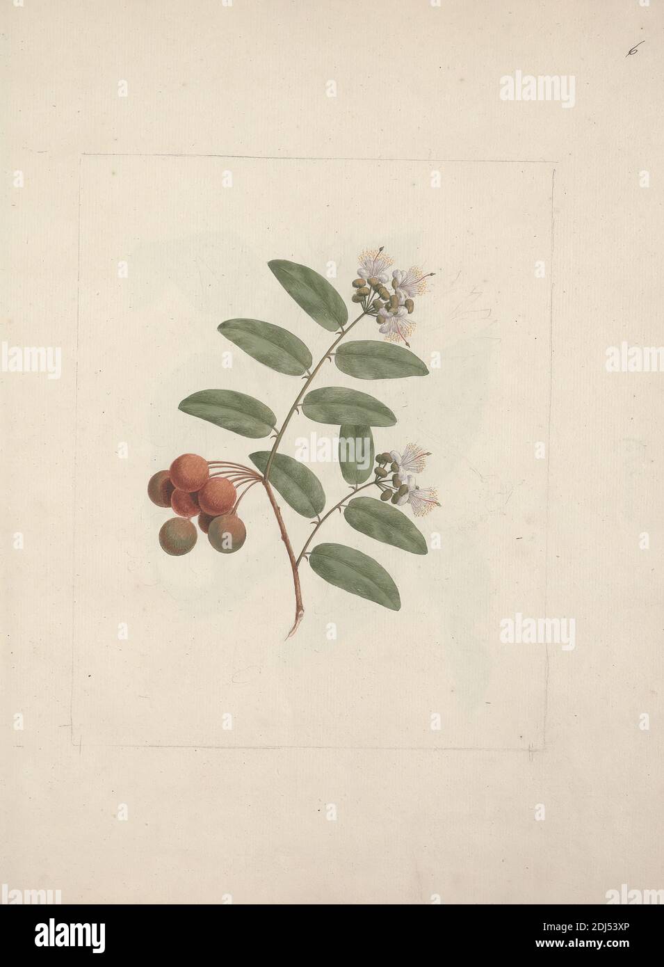 Capparis tomentosa Lam. (Kaper): Fertige Zeichnung des Blüh- und Fruchtbaumes, Luigi Balugani, 1737–1770, italienisch, undatiert, Aquarell und Gouache über Graphit auf Medium, leicht strukturiert, cremefarbenes Papier, Blatt: 15 15/16 × 12 5/16 Zoll (40.5 × 31.3 cm) und Einband: 16 Zoll (40.6 cm) Stockfoto