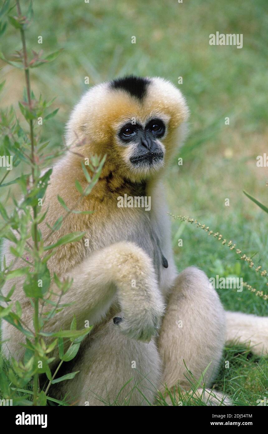 Concolor Gibbon oder weißen Wangen Gibbon, Hylobates Concolor, weibliche sitzen Stockfoto