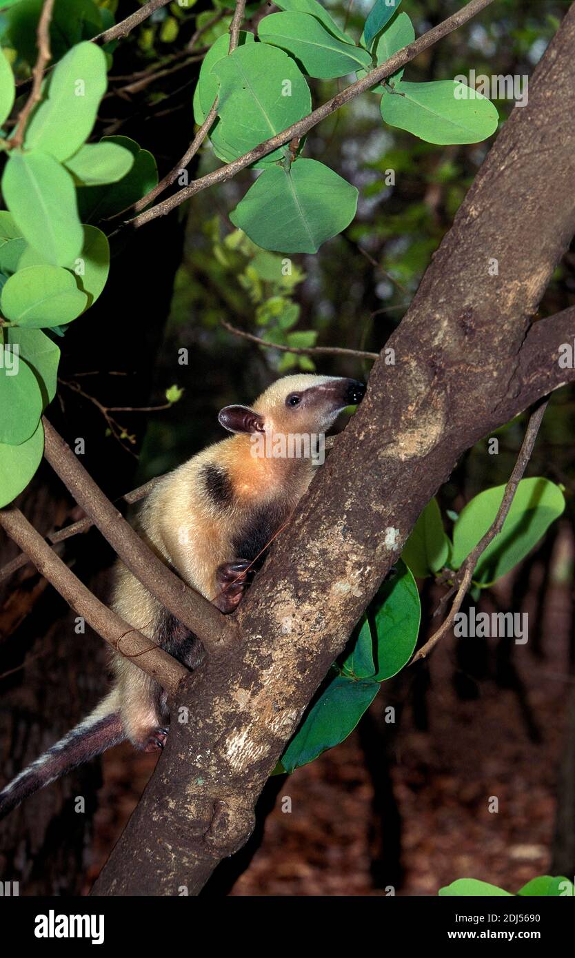 Südliche Anteater, tamandua tetradactyla , Erwachsener stehend auf Branche Stockfoto