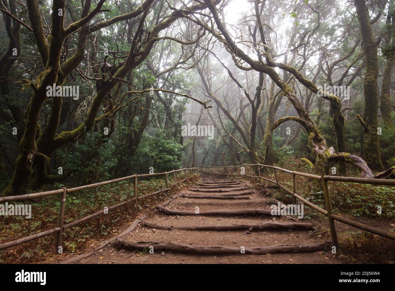 Mystischer Wald, Pfad durch Lorbeerwald in la gomera, garajonay Nationalpark Stockfoto