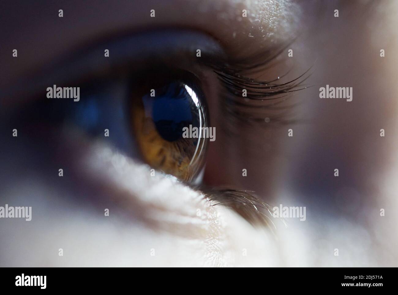 Nahaufnahme des braunen Auges Stockfoto