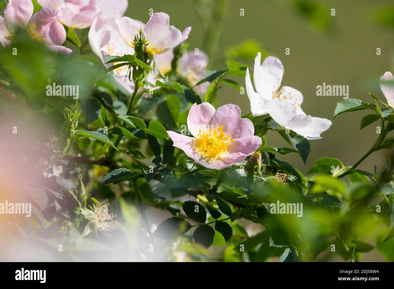 Hunds-Rose, Hundsrose, Heckenrose, Wildrose, Rose, Rosen, Rosenblüten, Blüten, Blüten, Rosenblüte, Wildrosen, Heckenrosen, Rosa canina, gemeiner Briar, B Stockfoto