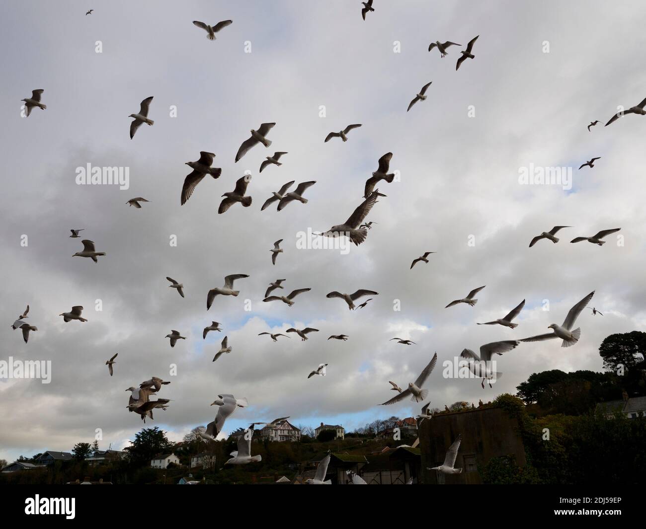 Schwarm Möwen, Bideford, Devon, Großbritannien Stockfoto