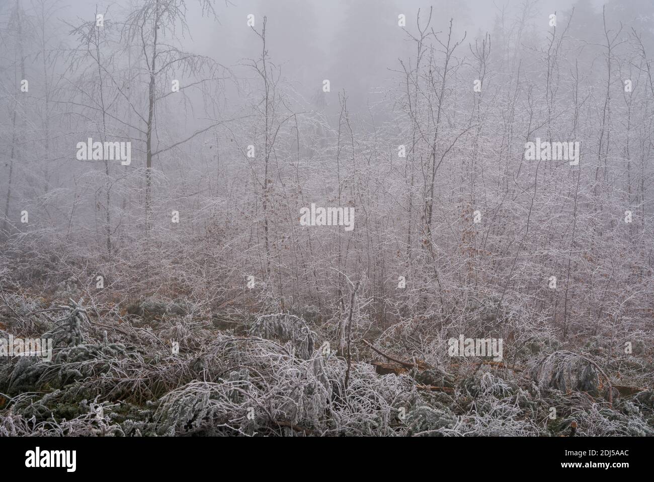 Mitteleuropäischer Mischwald im Dezember Nebel, bedeckt mit Reif und Frost Niederschlesien Polen Stockfoto