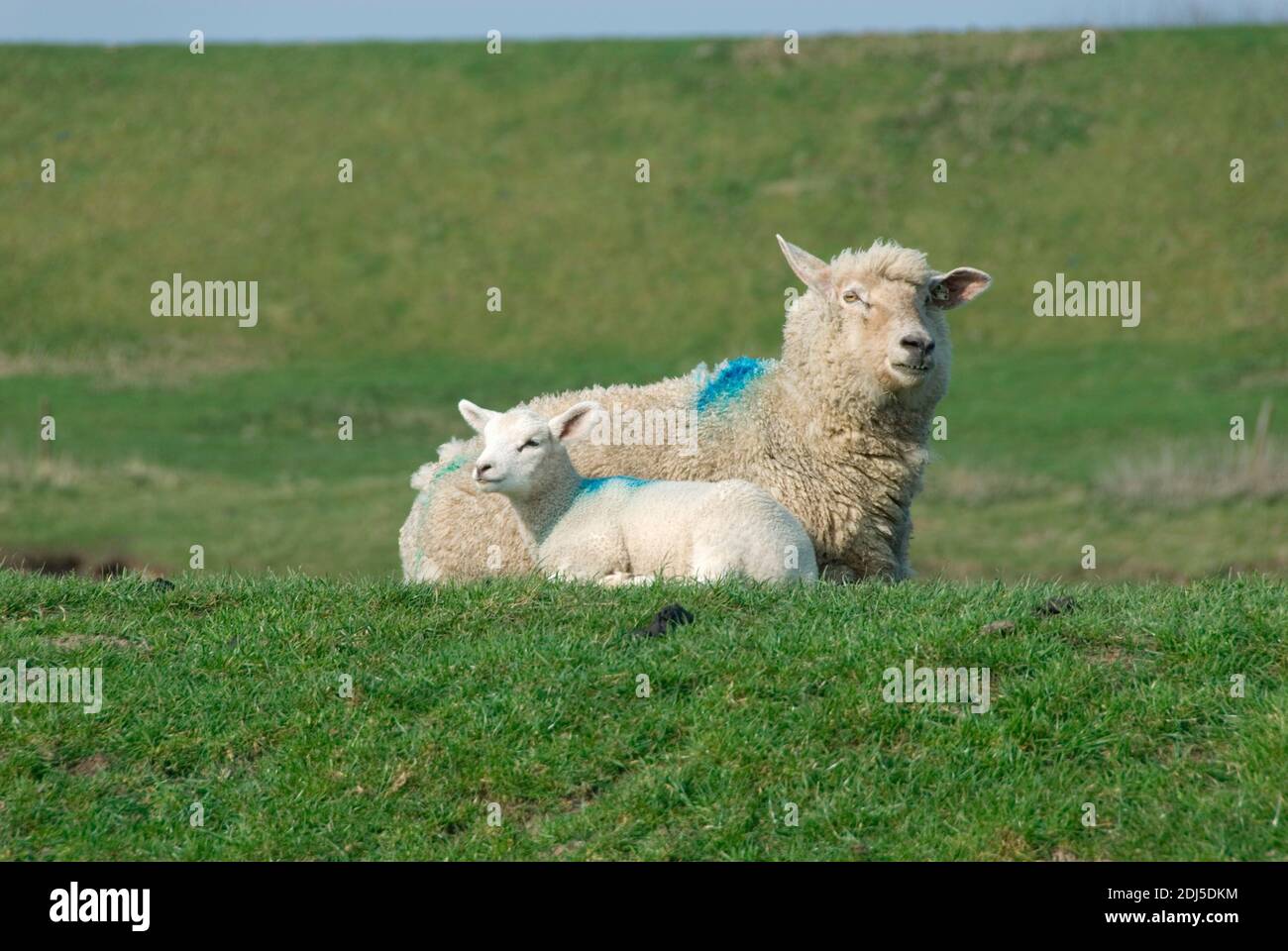 Deutschland, Schleswig-Holstein, Schafe, Jungtier, Mutterschaf, Hausschaf, (Ovis gmelini aries), Stockfoto