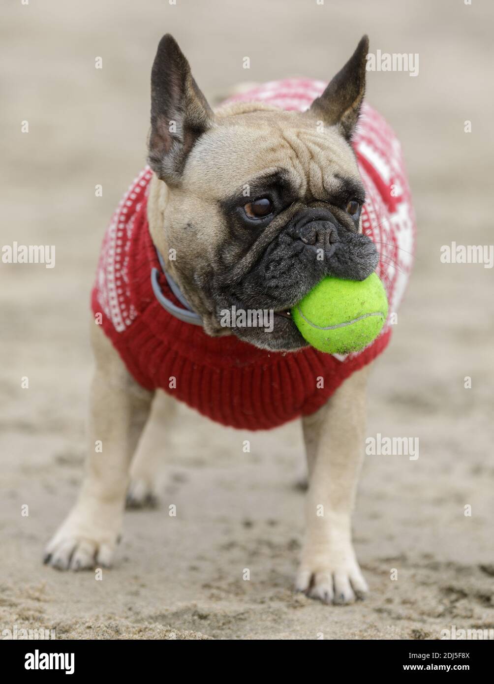 5-jährige weibliche Rehkitz Französin mit Ball am Strand Stockfoto
