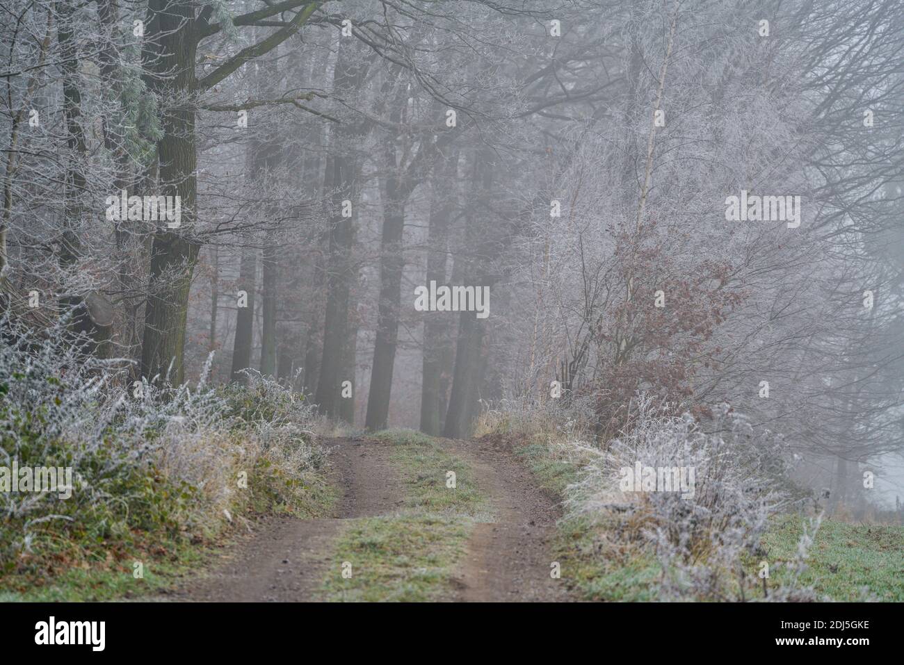 Mitteleuropäischer Mischwald im Dezember Nebel, bedeckt mit Reif und Frost Niederschlesien Polen Stockfoto