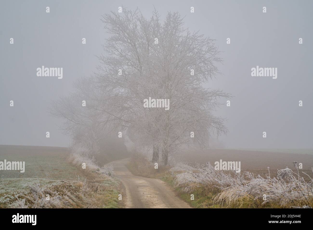 Herbstlandschaft im Dezember Nebel, bedeckt mit Reif und Frost Niederschlesien Polen Stockfoto