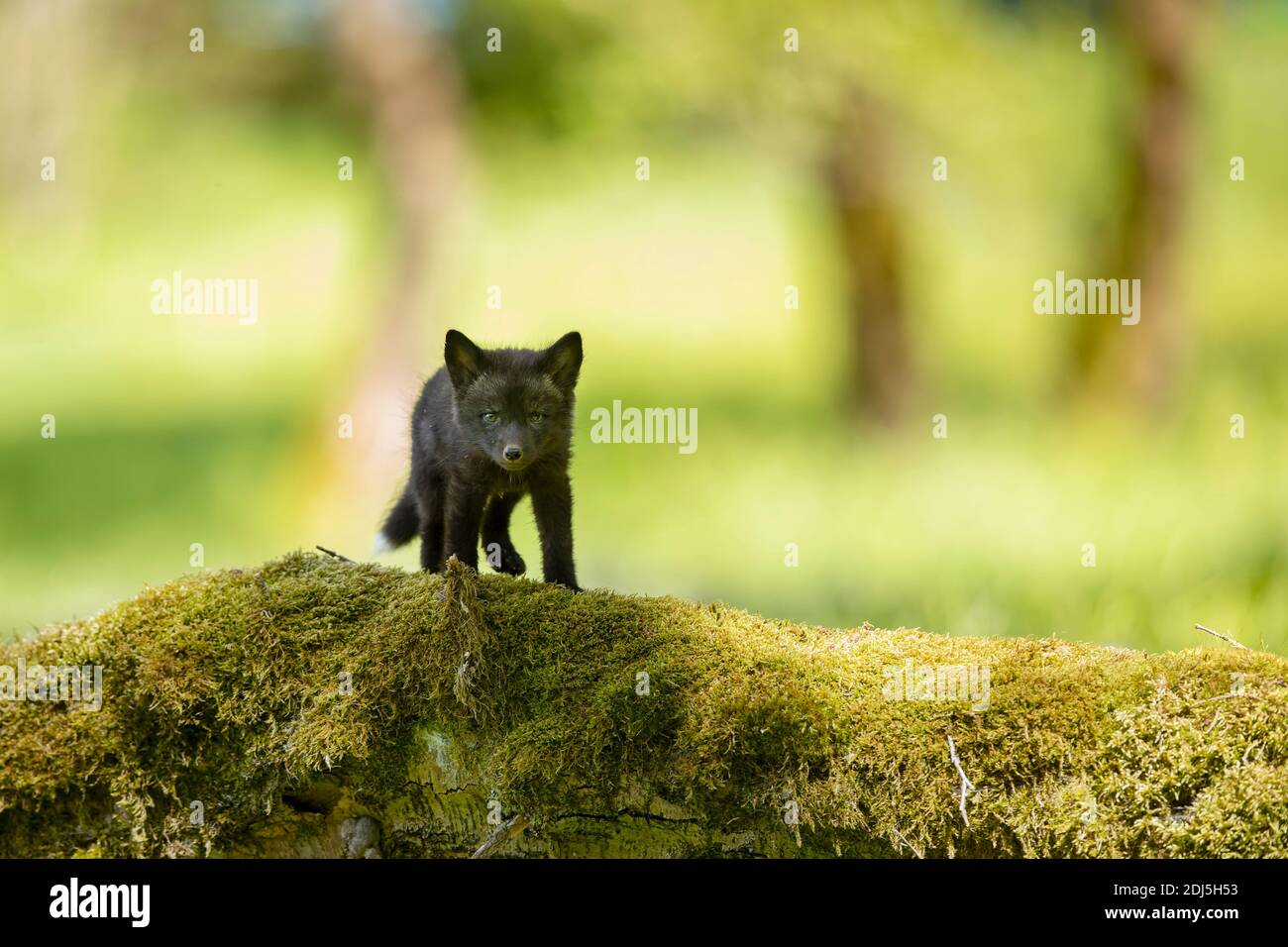 Niedliches Rotfuchsjunge auf grünem moosigen Stamm. Junger Fuchs, der die Welt erkundet. Vulpes Vulpes Stockfoto