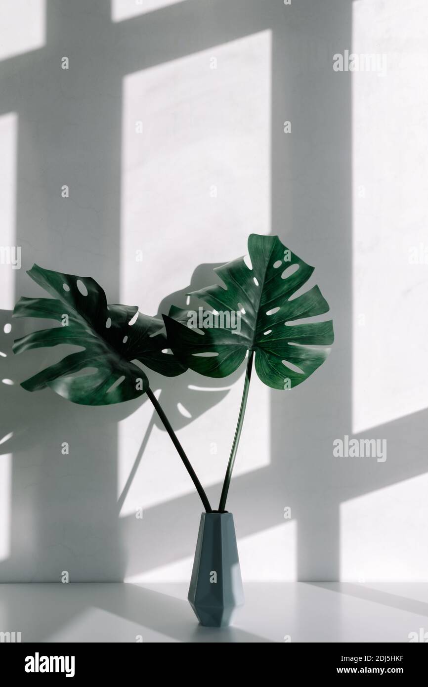 Vase mit dekorativen Blttern der Monstera-Pflanze auf einem weien Tisch  mit einem Schatten aus dem Fenster. Hochwertige Fotos Stockfotografie -  Alamy
