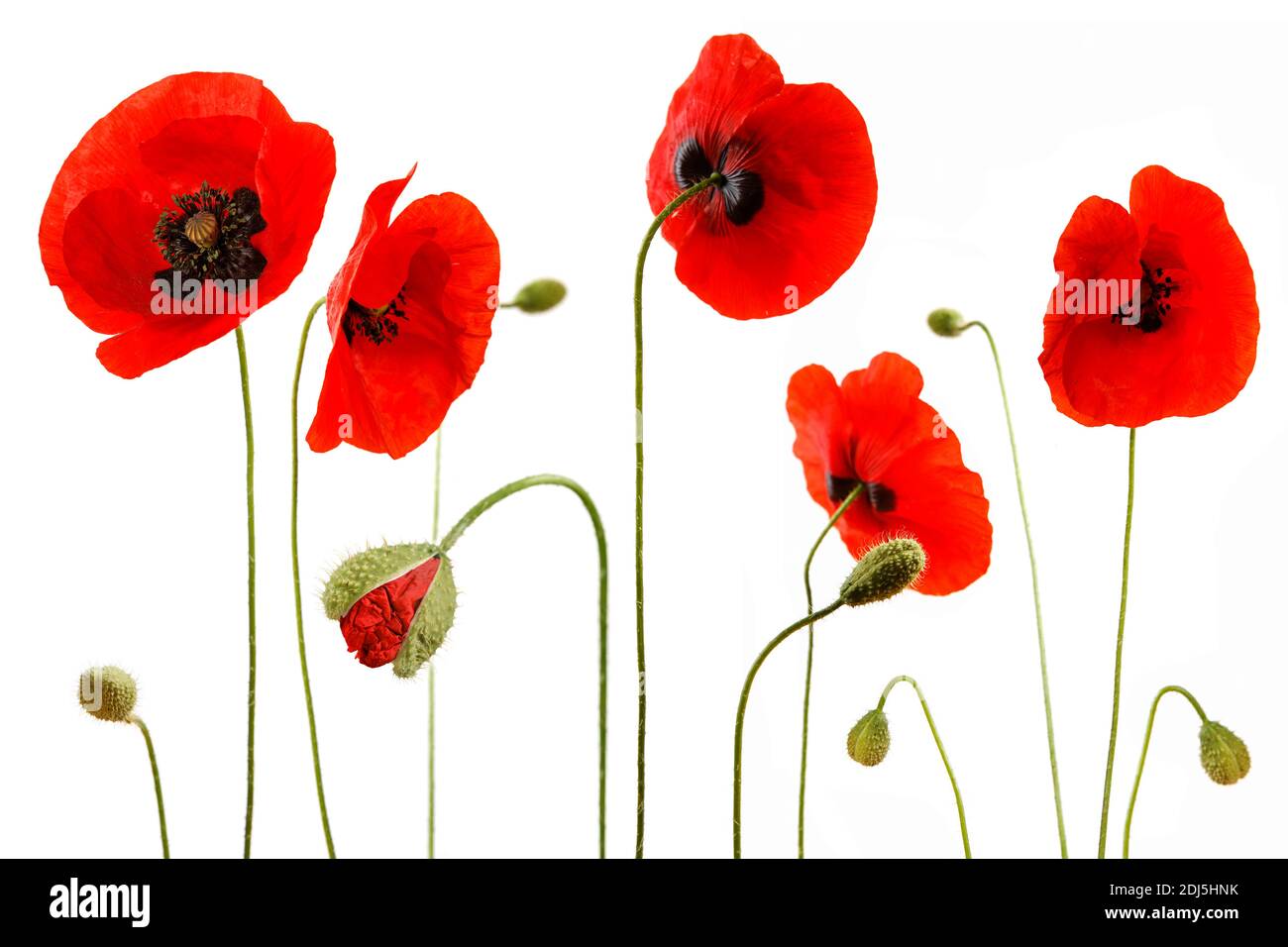 Niedliche rote Mohnblumen mit Blütenknospe isoliert auf weißem Hintergrund Im Studio Foto Stockfoto