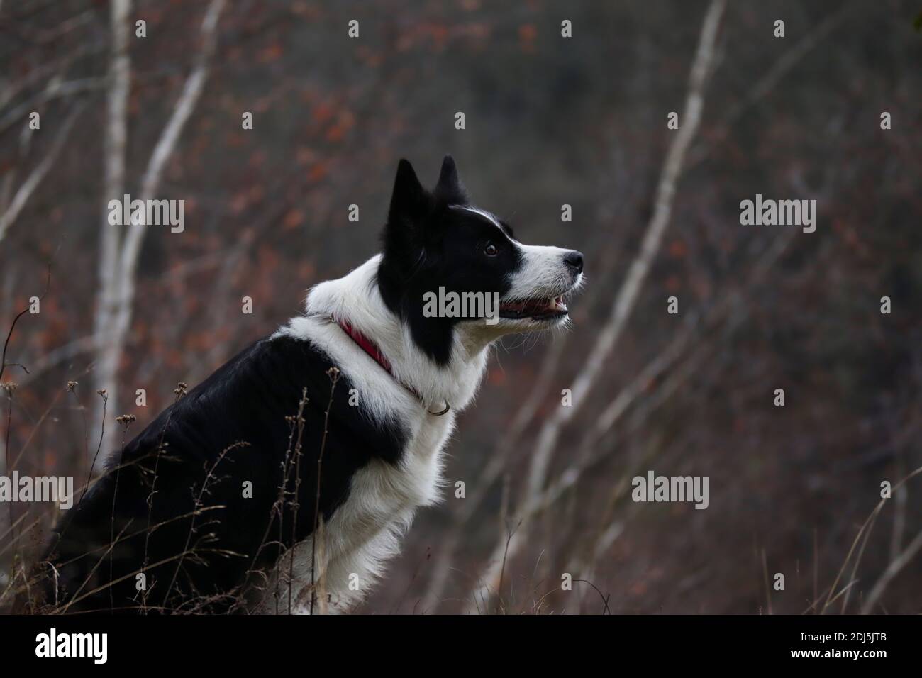 Hundeprofil von Border Collie in düsterer Natur. Seitenportrait des schwarzen und weißen Hundes im Freien. Stockfoto