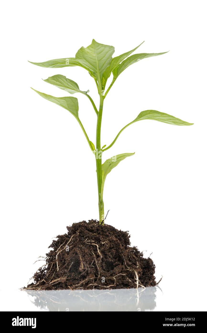 Seitenansicht des grünen Pflanzenkeimlings (Paprika) mit Stiel, Blättern, Wurzeln und Boden isoliert auf weißem Hintergrund Stockfoto