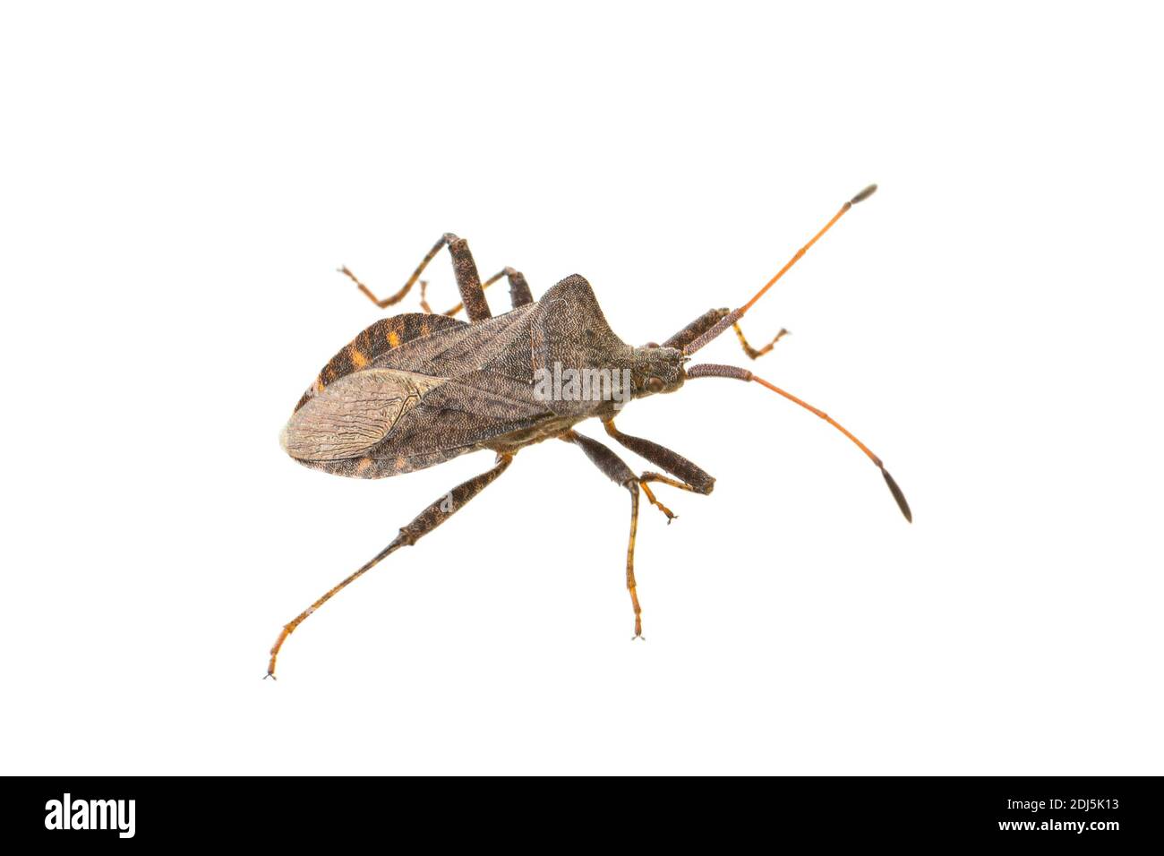 Seitenansicht des lebenden Erwachsenen Dock Bug (Coreus marginatus) Isoliert auf weißem Hintergrund Stockfoto