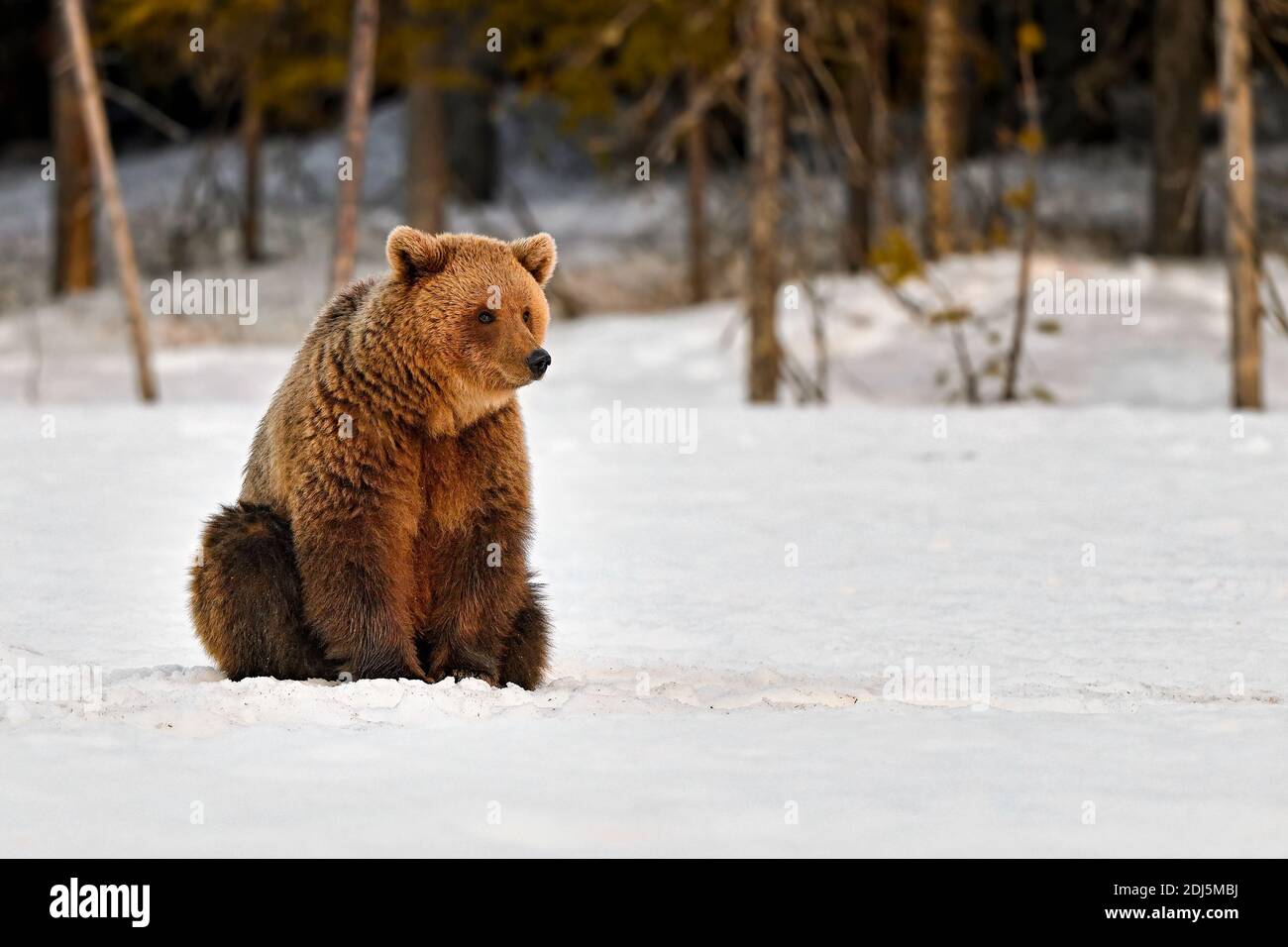 Einsamer Bär sitzt auf dem Schnee und sieht ein Etwas melancholisch Stockfoto