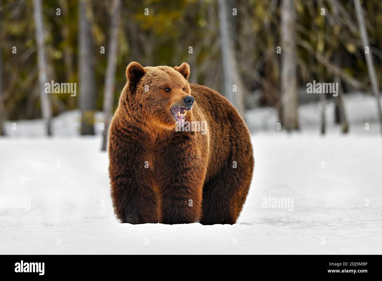 Dieser Bär ist nicht wütend. Stockfoto