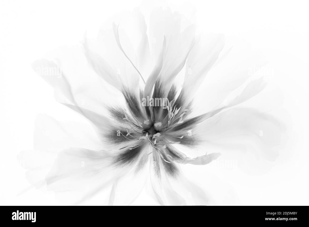 Nahaufnahme der orientalischen Mohnblume Stockfoto
