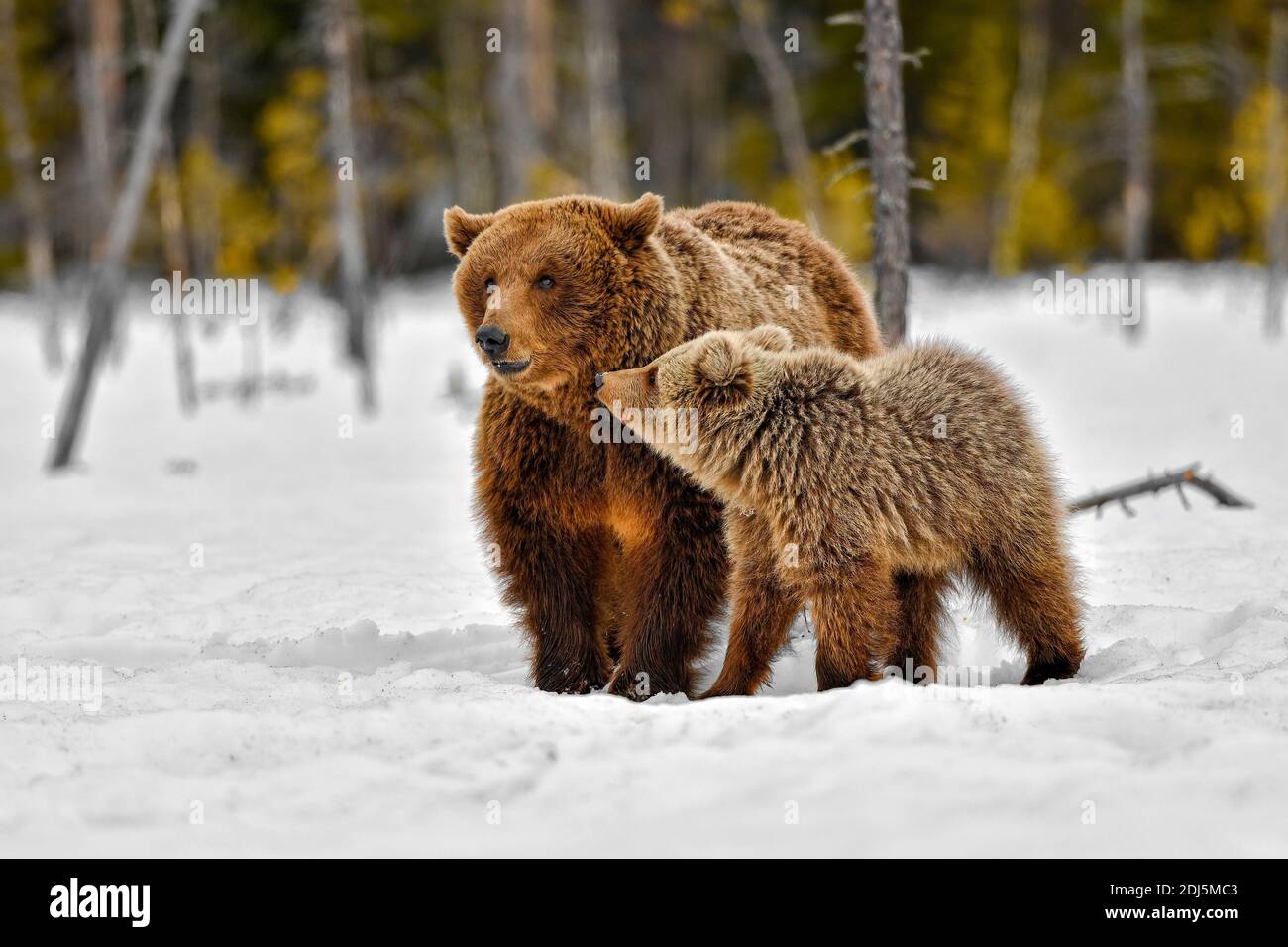Bärenjunge will Aufmerksamkeit von der Mutter Stockfoto
