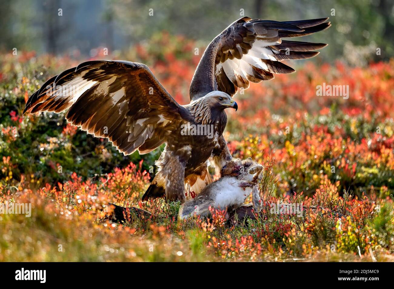 Goldener Adler mit dem Fang Stockfoto