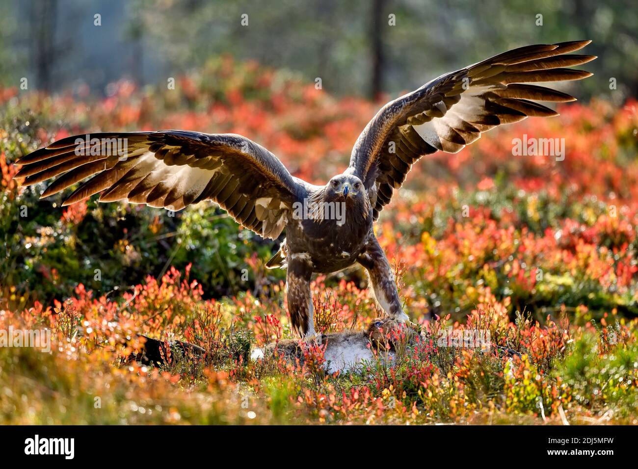 Goldener Adler mit dem Mittagessen Stockfoto