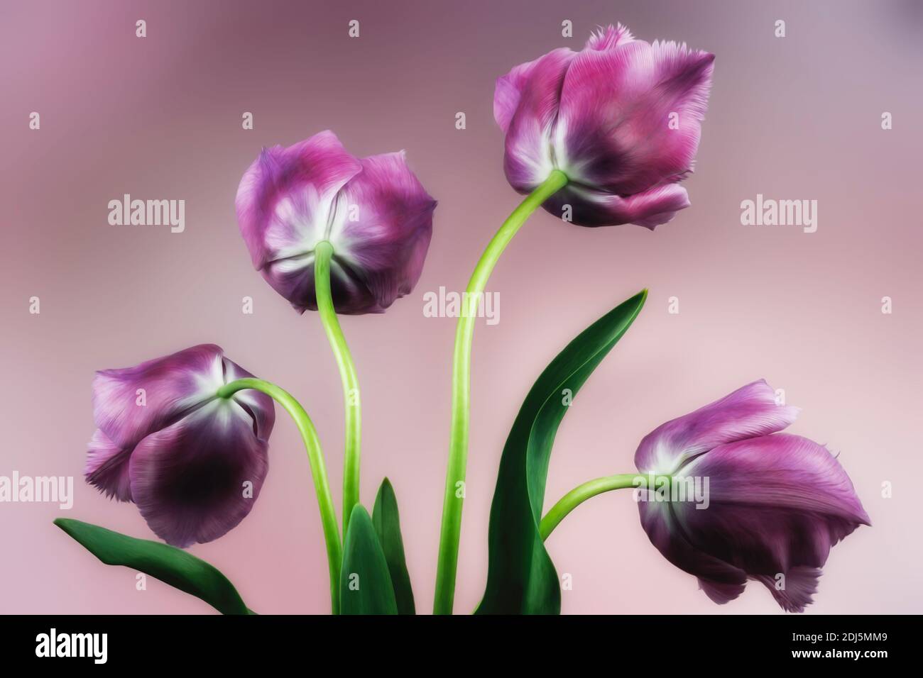 Nahaufnahme von violette Tulpen Stockfoto