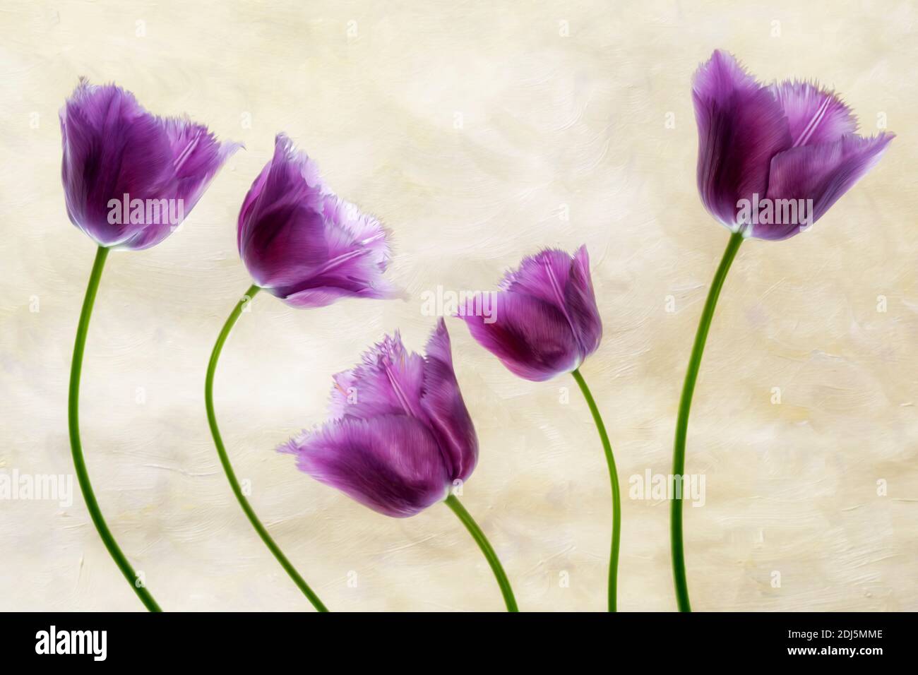 Nahaufnahme von Purple Tulpen. Stockfoto
