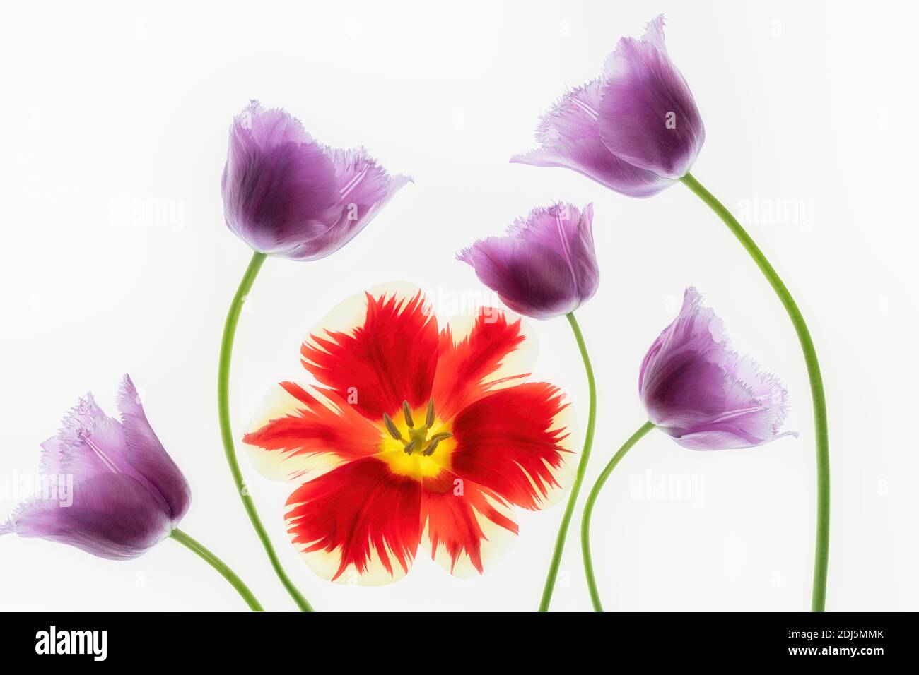 Nahaufnahme von Purple Tulpen und Red Tulpe. Stockfoto