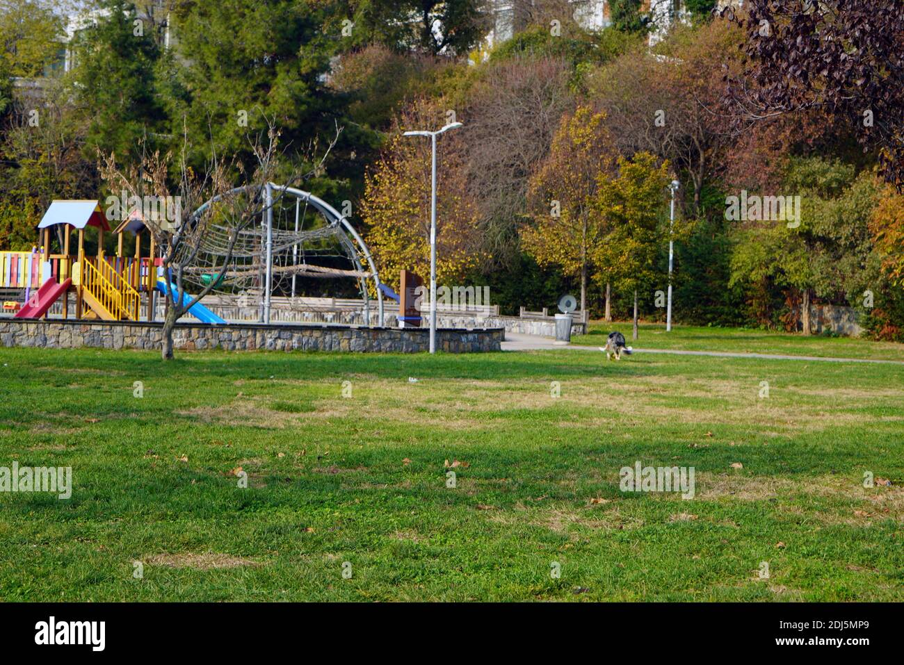 Springpferd auf dem Spielplatz und Hund Wandern in der Laub Stockfoto