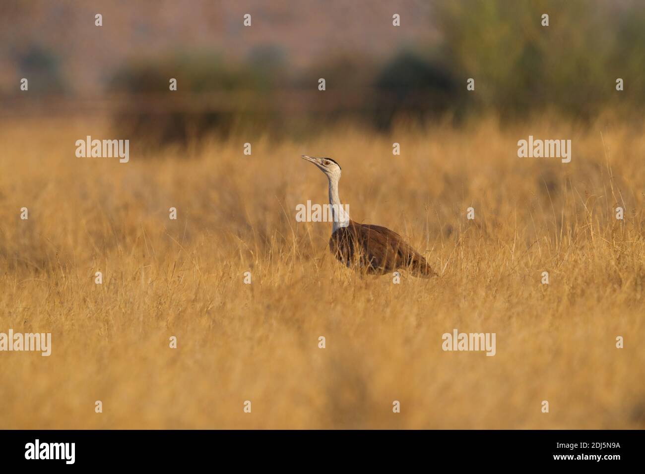 Eine vom Aussterben bedrohte große indische Bustarde (Ardeotis nigriceps) im Desert National Park, Rajasthan, Indien Stockfoto