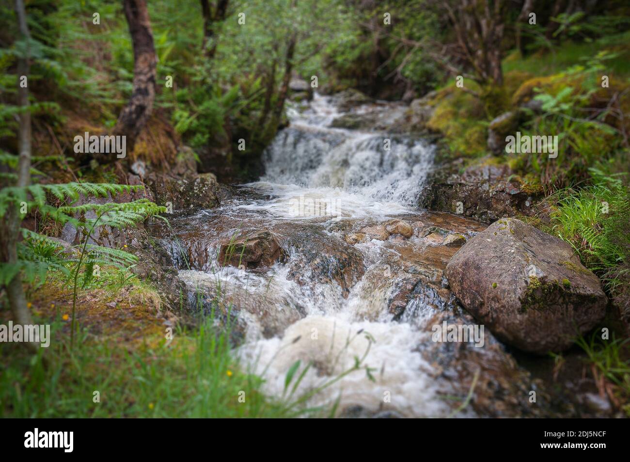 Tilt-Shift-Effekt des kleinen Baches, der in den Wäldern von Glencoe, Schottische Highlands fließt. Konzept: Berühmte schottische Panoramen, geheimnisvolle antike Orte, Stockfoto